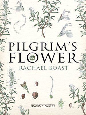 cover image of Pilgrim's Flower